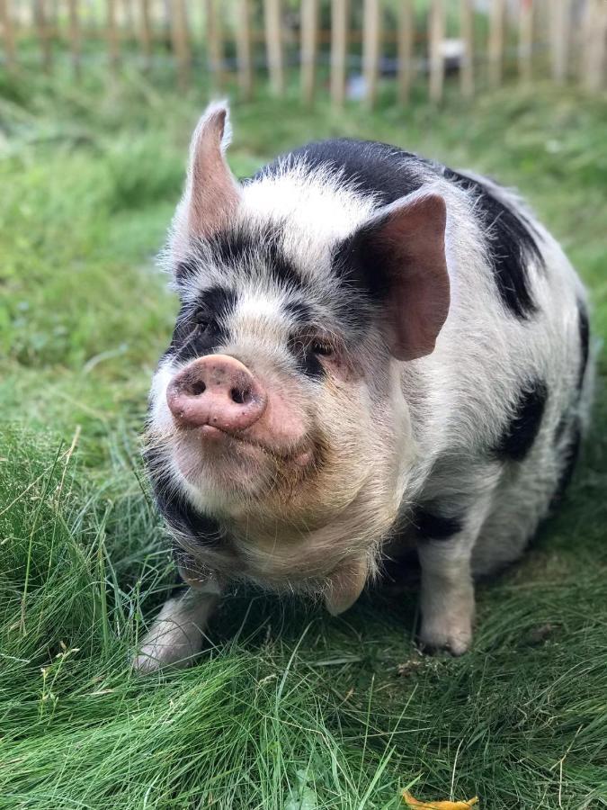 Lubblerhof Apartman Fehmarn Kültér fotó